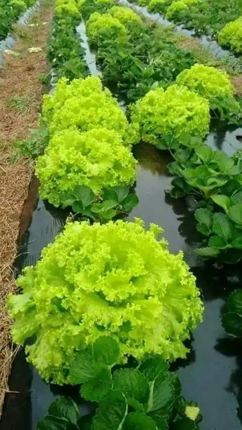 Fresh Lettuce