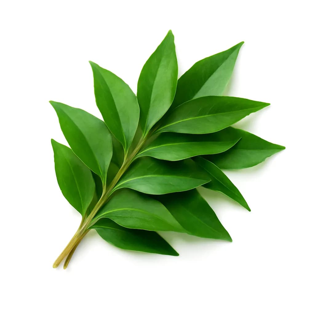 Curry Leaves (Kadi Patta)